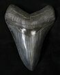 Glossy Megalodon Tooth - River in Georgia #18915-1